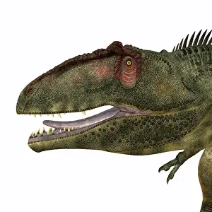 Carcharodontosaurid: Giganotosaurus dinosaur head