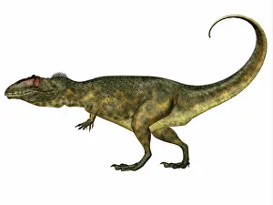 Carcharodontosaurid: Giganotosaurus dinosaur, side view