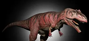 Carcharodontosaurid: Giganotosaurus dinosaur, side view