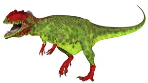 Carcharodontosaurid: Giganotosaurus dinosaur on white background