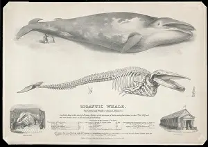Musculus: The Gigantic Greenland Whale