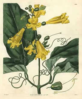 Grandiflora: Gigantic-leaved trumpet-flower, Bignonia grandiflora