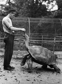 Timmy: Gigantic tortoise Timmy