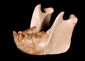 Simia: Gigantopithecus model jaw