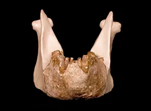 Simia: Gigantopithecus model jaw