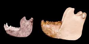 Simia: Gigantopithecus model jaw