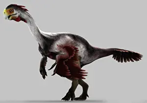 Flightless: Gigantoraptor dinosaur on gray background