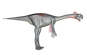 Gigantoraptor: Gigantoraptor dinosaur, white background