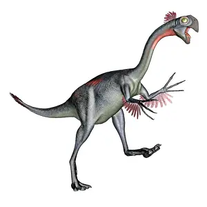Gigantoraptor: Gigantoraptor dinosaur, white background