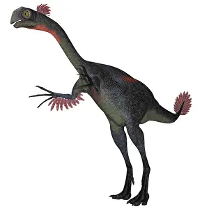 Oviraptorid: Gigantoraptor dinosaur on white background