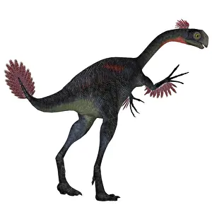 Oviraptorid: Gigantoraptor dinosaur on white background