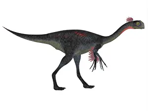 Oviraptorid: Gigantoraptor dinosaur on white background