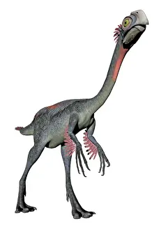 Gigantoraptor: Gigantoraptor dinosaur, white background