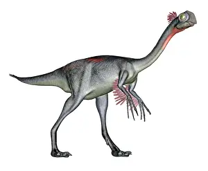 Oviraptorosaur: Gigantoraptor dinosaur, white background