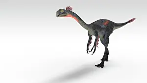 Oviraptorid: Gigantoraptor dinosaur, white background