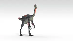 Oviraptorid: Gigantoraptor dinosaur, white background