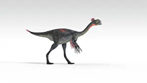 Oviraptorid: Gigantoraptor dinosaur, white background