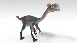 Oviraptorid: Gigantoraptor dinosaur, white background