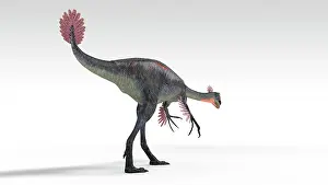Oviraptorid: Gigantoraptor dinosaur, white background