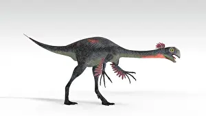 Oviraptorid: Gigantoraptor dinosaur, white background