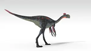 Oviraptorid: Gigantoraptor dinosaur, white background
