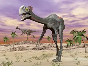 Oviraptorosaur: Two gigantoraptor dinosaurs walking in the desert