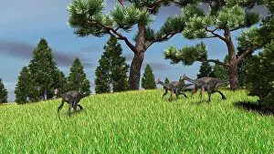 Grasslands: Three Gigantoraptors running across a grassy field