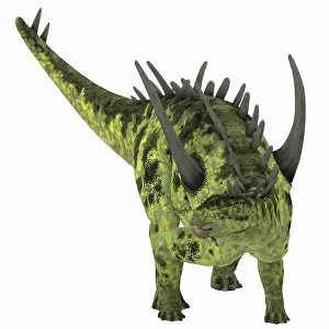 Stegosaur: Gigantspinosaurus dinosaur, white background
