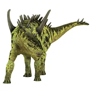 Stegosaur: Gigantspinosaurus dinosaur, white background