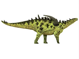 Stegosaur: Gigantspinosaurus dinosaur, white background