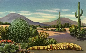 Dotted: Gila Monster