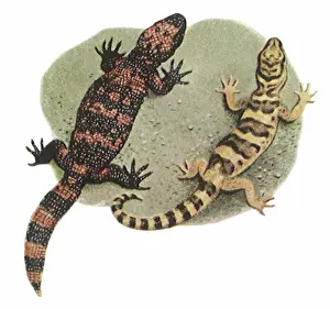 Sometimes: Gila Monster and Gecko
