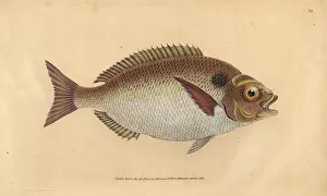 Sparus: Gilt-head seabream, Sparus aurata