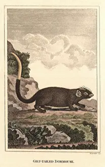 Crouches: Gilt-Tailed Dormouse