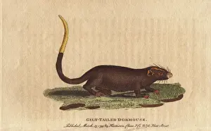 1798 1802: Gilt tailed dormouse, Myoxus chrysurus