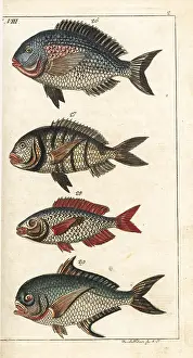 Bream: Gilthead seabream, white seabream, picarel and Ray's bream