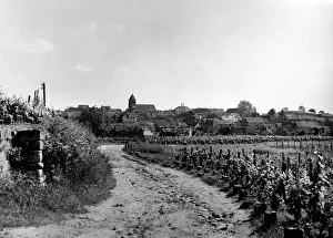 Vineyards: Gimmeldingen, 1943