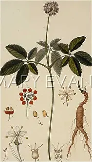 Panax: GIN-SENG PLANT/LAMBERT