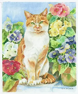 Polyanthus: Ginger cat and polyanthus