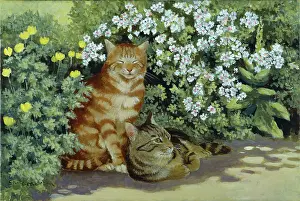 Samaraweera: Ginger cat and Tabby cat with yellow poppies