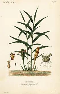Oudet: Ginger or ginger root, Zingiber officinale