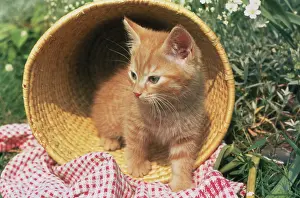 Wastepaper: Ginger Kitten ? in a wastepaper basket