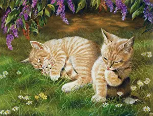 Wisteria: Two ginger kittens in the garden