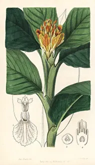 Alpinia: Ginger lily, Alpinia vitellina