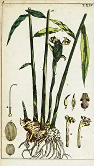 Gottlieb Tobias Wilhelm: Ginger plant and root, Zingiber officinale