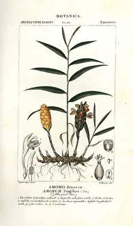 Zingiber: Ginger root, Zingiber officinale