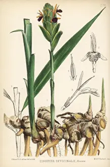 Tuber: Ginger, Zingiber officinale