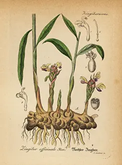 Artus: Ginger, Zingiber officinale