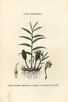 Pistil: Ginger, Zingiber officinale