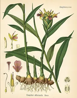 Zingiber: Ginger, Zingiber officinale
